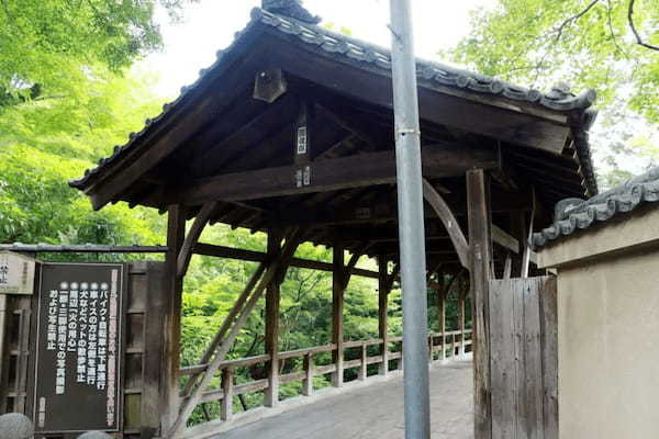 青もみじってこんなに美しいのか…　京都・東福寺に出現した「緑の海」に感激