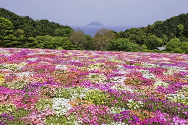 全国のおすすめ花畑85選！一面に絶景が広がる花の名所ガイド