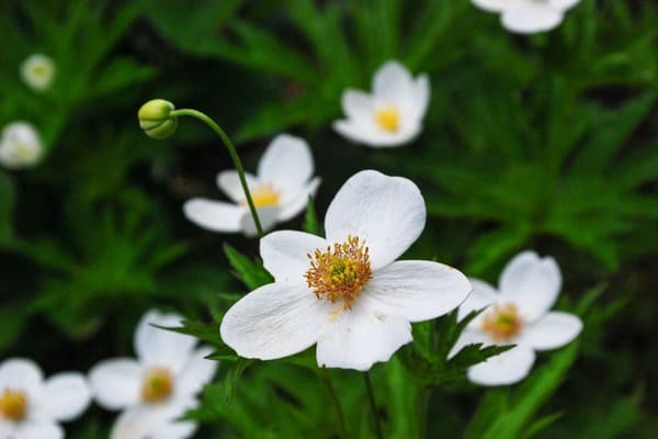 【花言葉】自由・自分らしく・希望など「前向き」になる花言葉まとめ