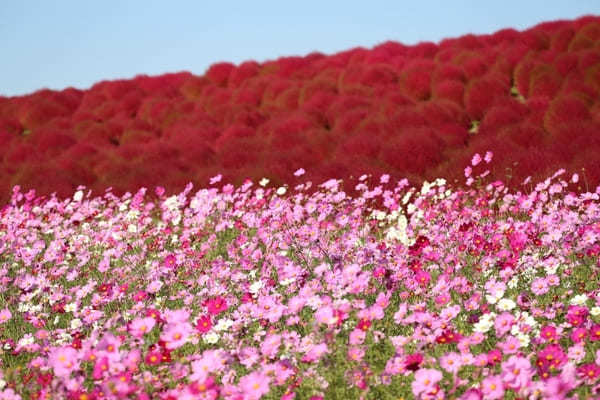 【関東】秋のおすすめ花畑12選！9月・10月・11月に見頃を迎える花の名所ガイド