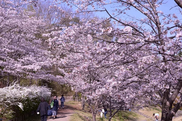 【京都】いちご狩りやお花見も！精華町・井手町で春を感じよう