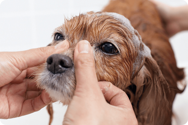 犬のシャンプーを上手にする方法をトリマーさんが伝授！シャンプーは必要？