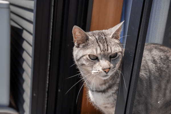 猫が脱走したらどうしたらいい？探し方や脱走防止策についても解説