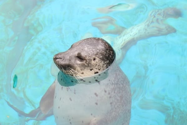 入道崎になまはげ館、男鹿水族館GAOも！男鹿半島1泊2日おすすめ観光モデルコース【秋田】