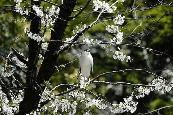 【ここでしか会えない動物たちも！】天王寺動物園でかわいい動物たちに癒される