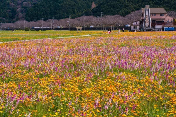 全国のおすすめ花畑85選！一面に絶景が広がる花の名所ガイド