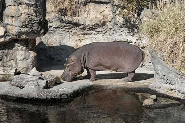 【ここでしか会えない動物たちも！】天王寺動物園でかわいい動物たちに癒される