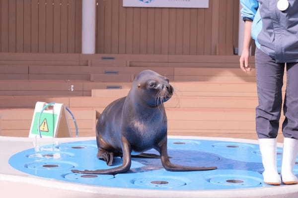 東京の人気水族館TOP5！都内の水族館をランキングで一挙紹介1.jpg