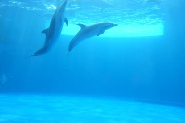 【香川】四国最大の海のミュージアム「四国水族館」5つの見どころガイド