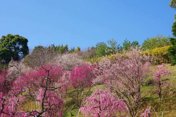 【兵庫県】綺麗な梅が見られるオススメスポット14選！