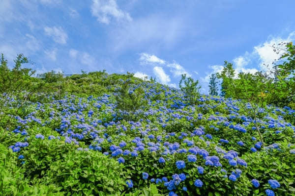 【関東】7月のおすすめ花畑18選！7月に見頃を迎える花の名所ガイド