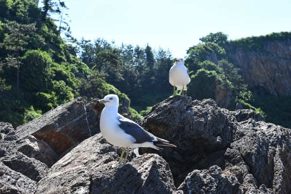 【佐渡】元祖『君の名は』聖地「尖閣湾揚島遊園」