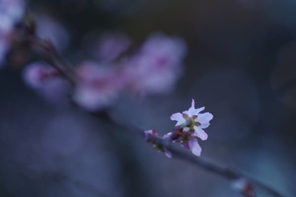 【群馬県】国指定名勝「桜山公園」を包み込む紅葉ライトアップと冬桜のコラボを見に行こう