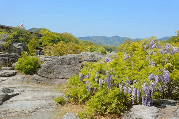 全国の藤名所22選！ゴールデンウィークのお出かけ先にもおすすめ