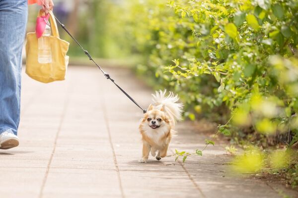 家事代行でペットのお世話を頼むときの注意点！どこまで依頼できる？事前準備は必要？