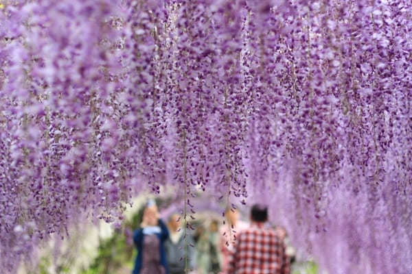 福岡・河内藤園は世界が注目する絶景スポット！アクセス・チケット購入方法も解説