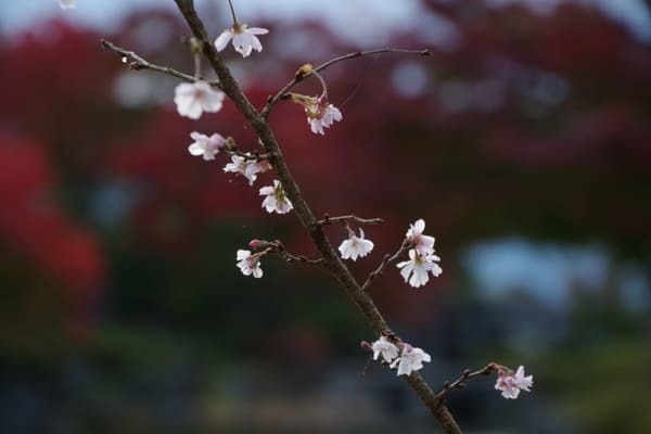 【群馬県】国指定名勝「桜山公園」を包み込む紅葉ライトアップと冬桜のコラボを見に行こう