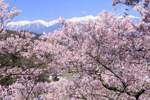 春の国内旅行におすすめの観光地44選！春がベストシーズンの旅先ガイド1.jpg