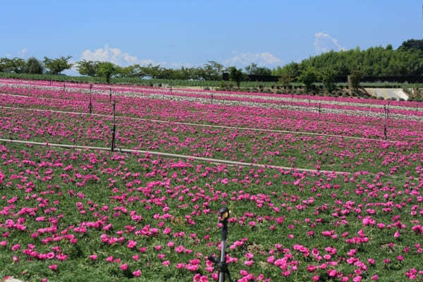 全国のおすすめ花畑85選！一面に絶景が広がる花の名所ガイド