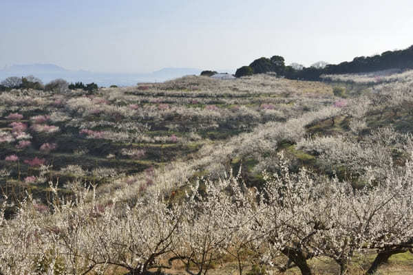 【兵庫県】綺麗な梅が見られるオススメスポット14選！