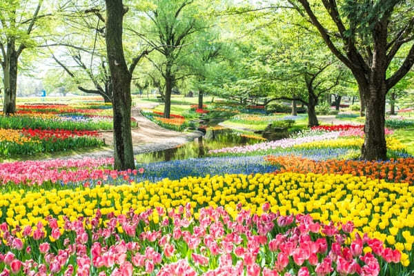 全国のおすすめ花畑85選！一面に絶景が広がる花の名所ガイド