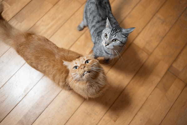 猫の多頭飼いの注意点や失敗しないためのポイント！ケアの方法も解説