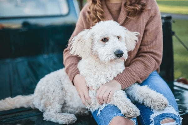 犬系女子がモテる理由は？彼女にしたいかわいい女子の特徴や行動とは