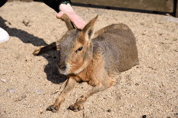 かわいい動物たちとのふれあいがいっぱい！ 一日中思いっきり遊べる「マザー牧場」に行こう