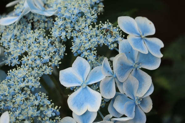 【茨城】山肌に1万株の紫陽花！二本松寺の見どころ7選