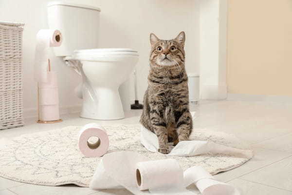 猫のトイレトレーニング注意点！適切な置き場所やおすすめの猫用トイレも