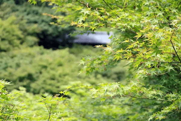 青もみじってこんなに美しいのか…　京都・東福寺に出現した「緑の海」に感激