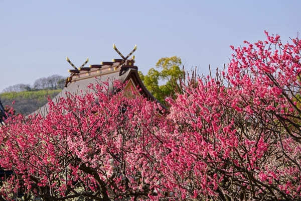 【兵庫県】綺麗な梅が見られるオススメスポット14選！