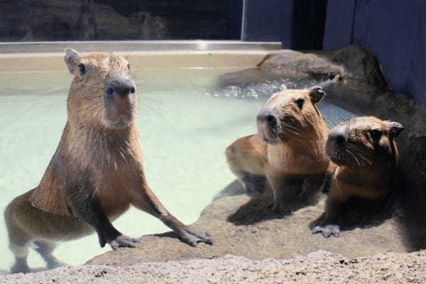 品川 水族館2館を徹底比較！アクアパークとしながわ水族館の違いは？