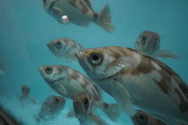 甲信越の人気水族館TOP7！みんなが行っている水族館ランキング1.jpg