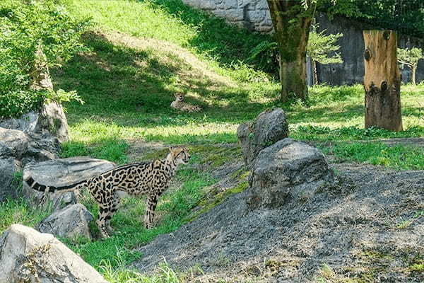 多摩動物公園で会えてよかった15種の動物たち