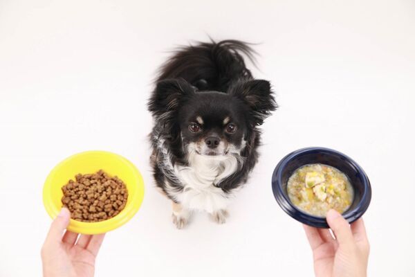 ペットシッターに愛犬のお世話を頼もう！内容・料金・注意点などを徹底解説