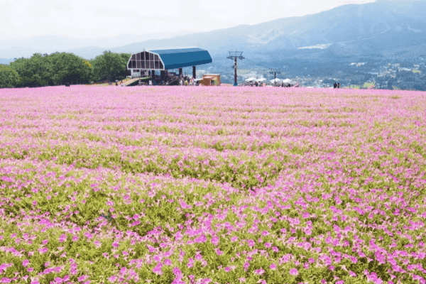 【岐阜】ひるがの高原スキー場の夏と秋は“桃色吐息”が咲くお花畑