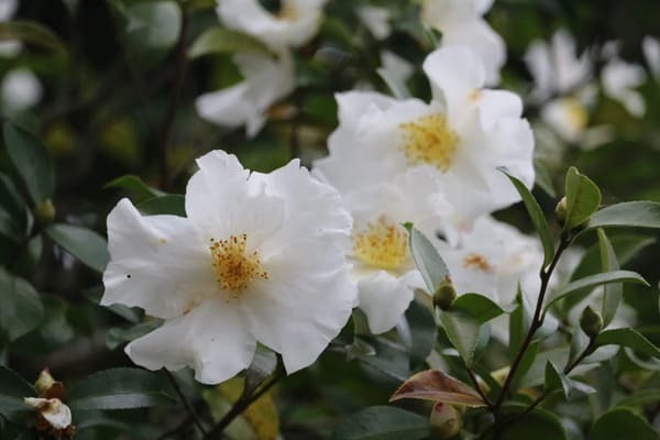 【花言葉】自由・自分らしく・希望など「前向き」になる花言葉まとめ