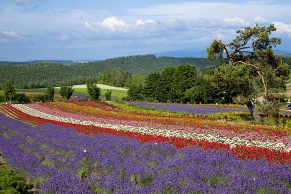 全国のおすすめ花畑85選！一面に絶景が広がる花の名所ガイド