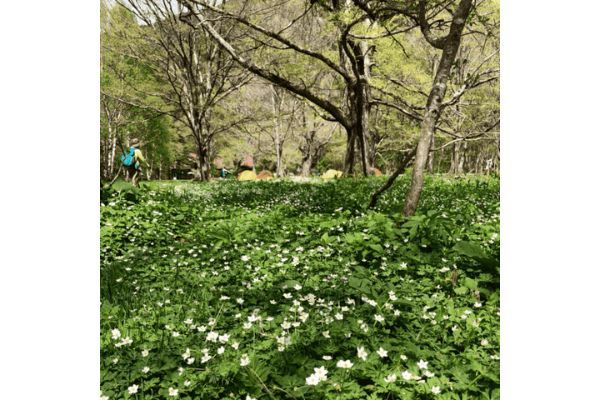 【長野】早朝の上高地を独り占め！上高地キャンプのススメ