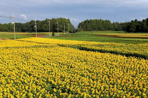 全国のおすすめ花畑85選！一面に絶景が広がる花の名所ガイド