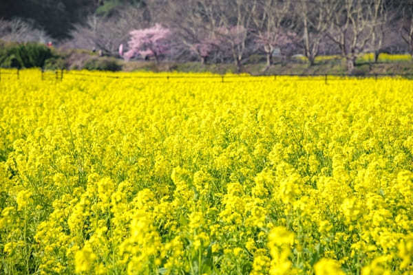 全国のおすすめ花畑85選！一面に絶景が広がる花の名所ガイド