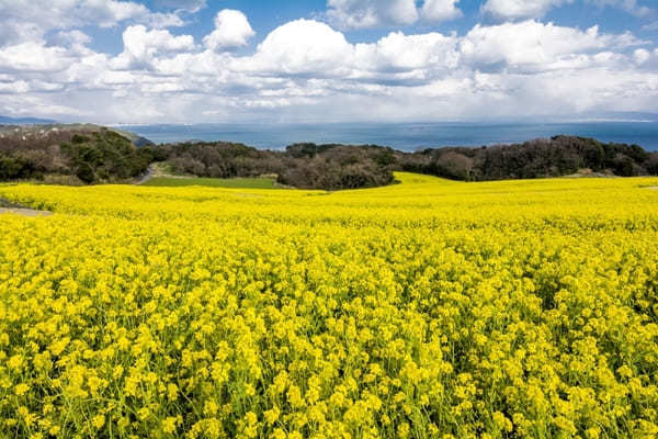 全国のおすすめ花畑85選！一面に絶景が広がる花の名所ガイド