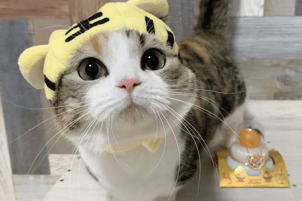 アプリで変身した猫に胸キュン！“ちびライオン”になったりんちゃん