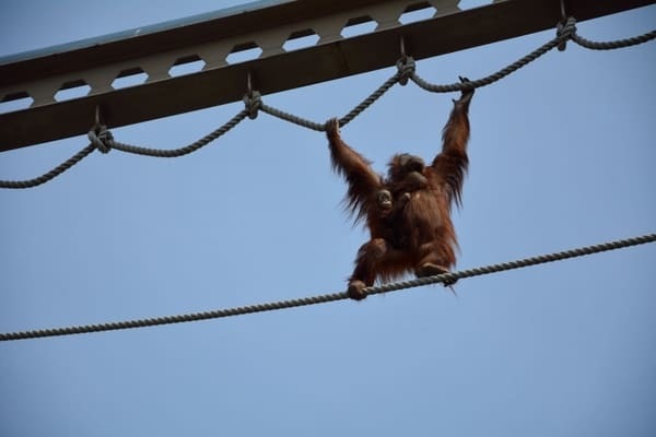 行動展示で大人気！大人もハマる「旭山動物園」徹底ガイド