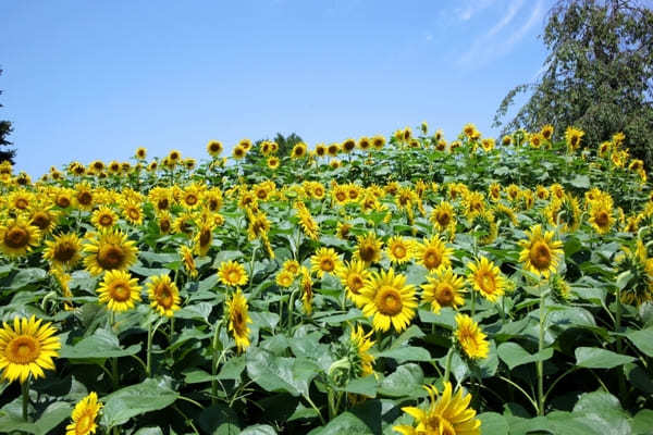 【関東】7月のおすすめ花畑18選！7月に見頃を迎える花の名所ガイド