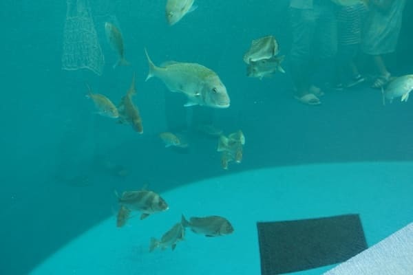 【香川】四国最大の海のミュージアム「四国水族館」5つの見どころガイド