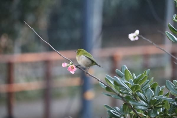 【江ノ島】レンガ造りの遺跡がすごい！「サムエル・コッキング温室遺構」