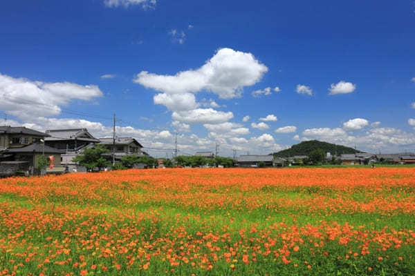 全国のおすすめ花畑85選！一面に絶景が広がる花の名所ガイド