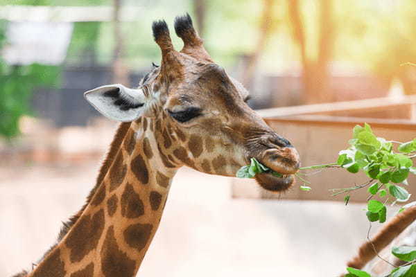 千葉のおすすめ水族館・動物園13選！愛らしさに心おどるひとときを